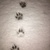 Sneeuw pootjes De kleine hondenpootjes van mijn Turbo.
