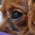 Close up oogje van Joekie  