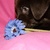Cayo, chocolade bruine labrador 