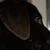 Cayo with huis prettig eyes 