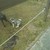  spelen met Pica de hond van de manege