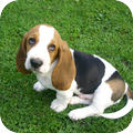 Basset Hound