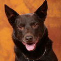 Australian Kelpie