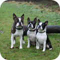 Boston Terrier