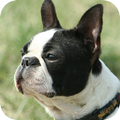 Boston Terrier