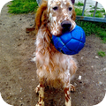 Engelse Setter