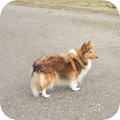 Sheltie