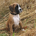 Boxer
