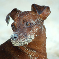 Dwergpinscher