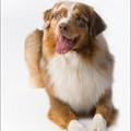 Australian Shepherd