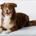 Australian Shepherd