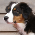 Australian Shepherd