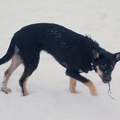 Australian Kelpie