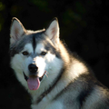 Alaskan Malamute