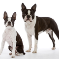 Boston Terrier