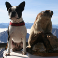 Boston Terrier