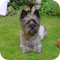 Cairn Terrier