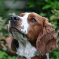 Welsh Springer Spaniel