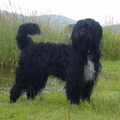 Portugese Waterhond