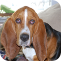 Basset Hound