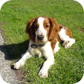 Welsh Springer Spaniel