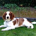 Welsh Springer Spaniel