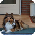 Sheltie