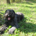 Bouvier