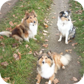 Sheltie