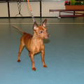 Dwergpinscher