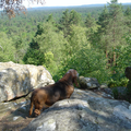 Basset Hound