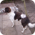 Duitse Staande Hond, Langhaar