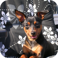 Dwergpinscher