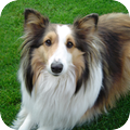 Sheltie