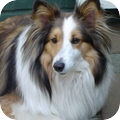 Sheltie