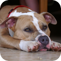 American Staffordshire Terrier
