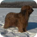 Briard