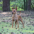 Dwergpinscher