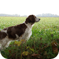 Welsh Springer Spaniel