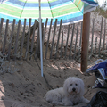 Coton de Tulear