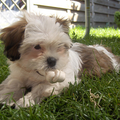 Shih Tzu