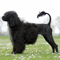 Portugese Waterhond