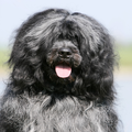 Portugese Waterhond