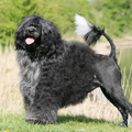 Portugese Waterhond