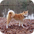 Akita Inu