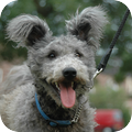 Pumi