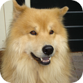Eurasier