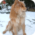 Eurasier