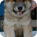 Eurasier