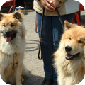 Eurasier
